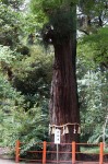 息栖神社の御神木